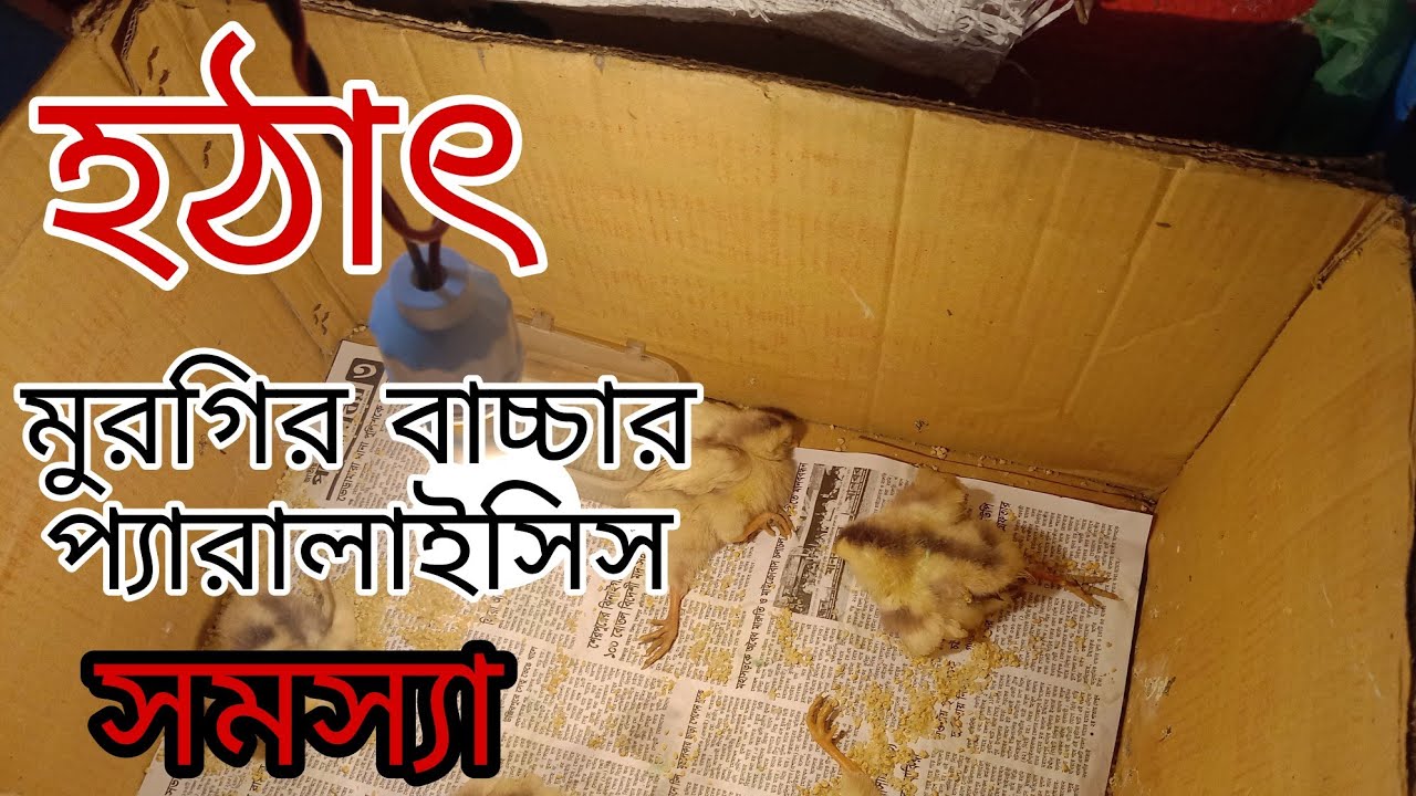 মুরগির বাচ্চার প্যারালাইসিস সমস্যা সমাধান করুন। গ্ৰামের কৃষি পর্ব-৩