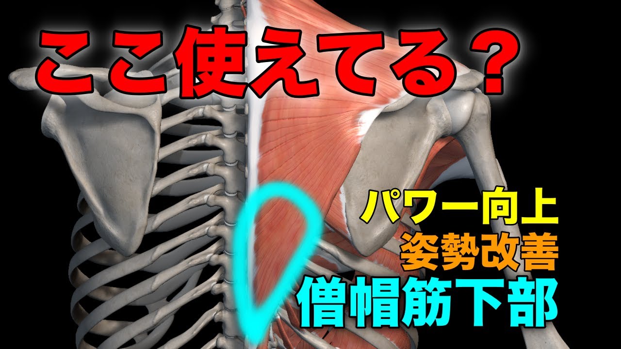 使えないと成長を妨げる僧帽筋下部【筋トレ】