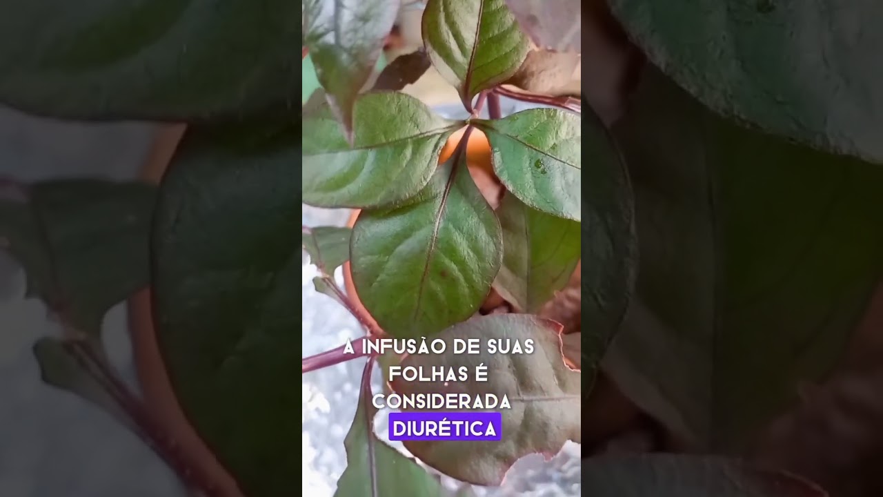 🍵🍃PENICILINA - ⚠️CUIDADO COM AS CONTRAINDICAÇÕES⚠️