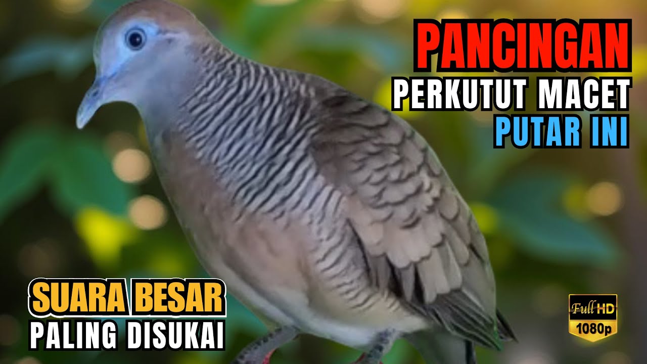 Perkutut Lokal Gacor Suara Kung Besar Paling DiCari - Pancingan Semua Burung Perkutut Agar Bunyi L21