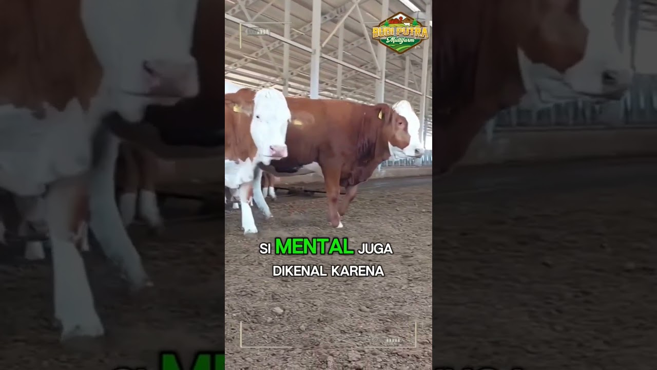 SAPI SIMENTAL ATAU LIMOUSIN MANA YANG LEBIH UNGGUL ? #sapi #iduladha #sapijumbo