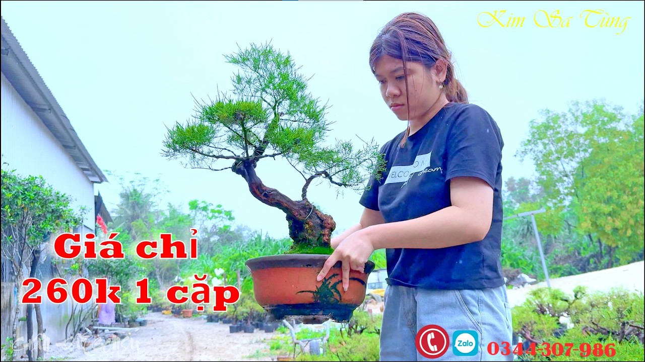 Thanh lý đầu năm lấy lộc chỉ 260k 1 cặp cây Kim Sa Tùng Bonsai trưa 11/03/2026