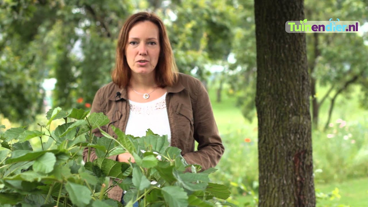 Tuinendier.nl - Met Graszaad een Nieuw Gazon Inzaaien en Onderhouden