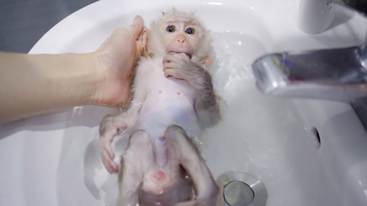お風呂が大好きな保護赤ちゃん猿・気持ち良さそうに入っている