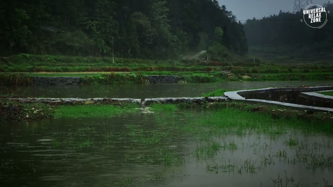 Relaxing Rain in Green Rice Fields | Nature Sounds for Sleep, Study & Stress Relief