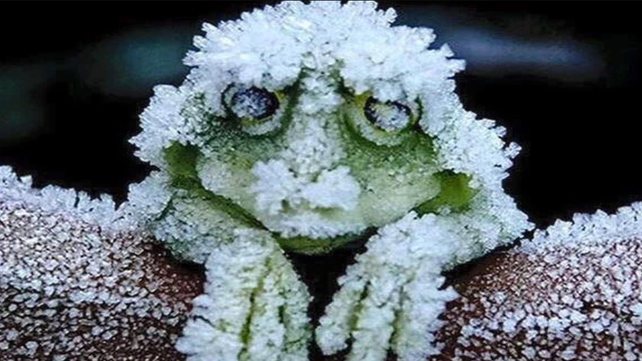 15 Animals That Can Freeze Themselves to Survive