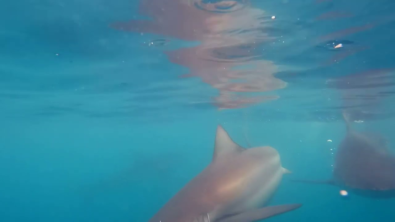 sharks experience