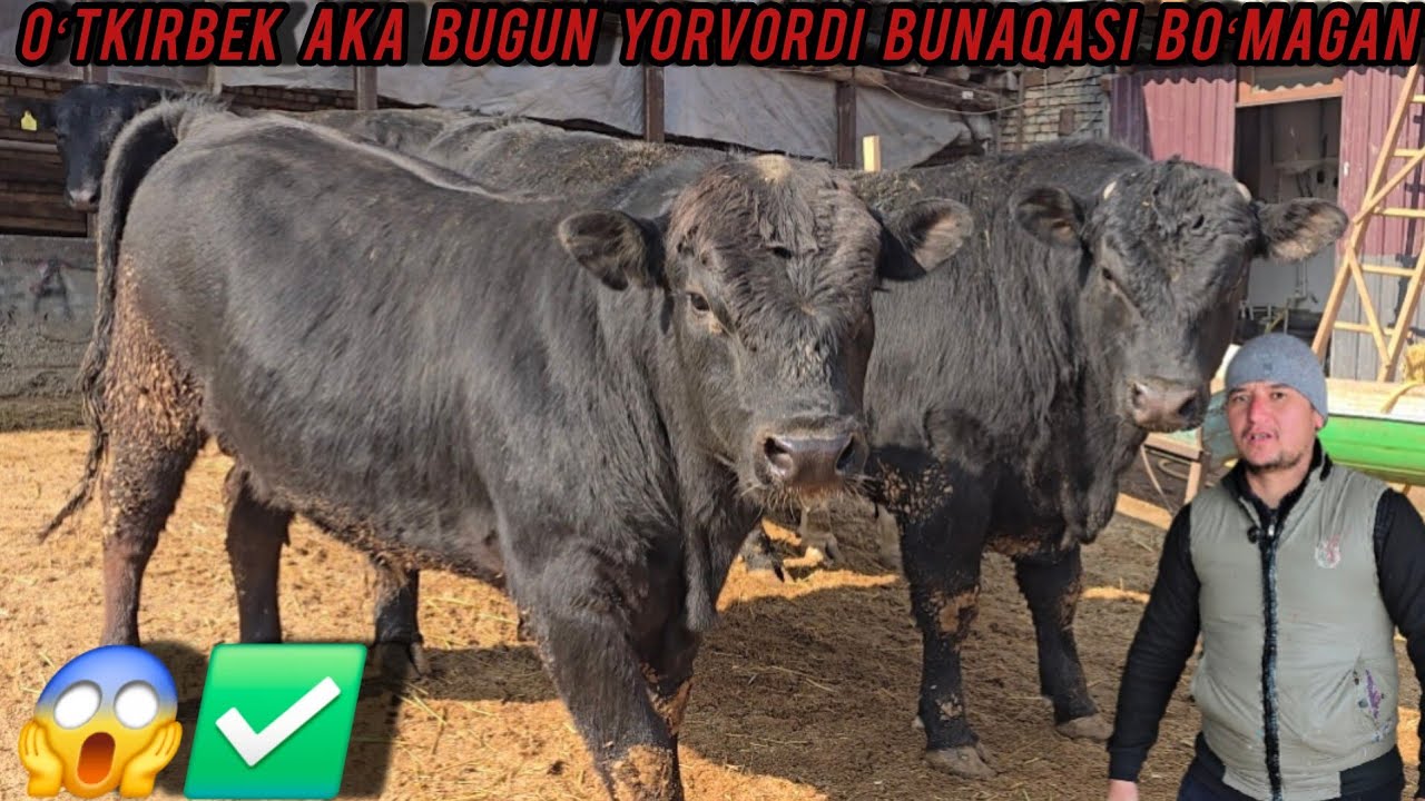 BUNAQASI KEMAGAN OʻTKIRBEK AKA BUGUN YORVORDI😱🔥🛑✅️