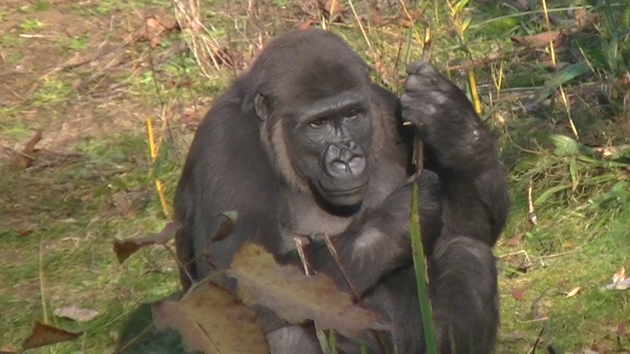Afscheid van gorilla's Iriki en Tayari (Apenheul).