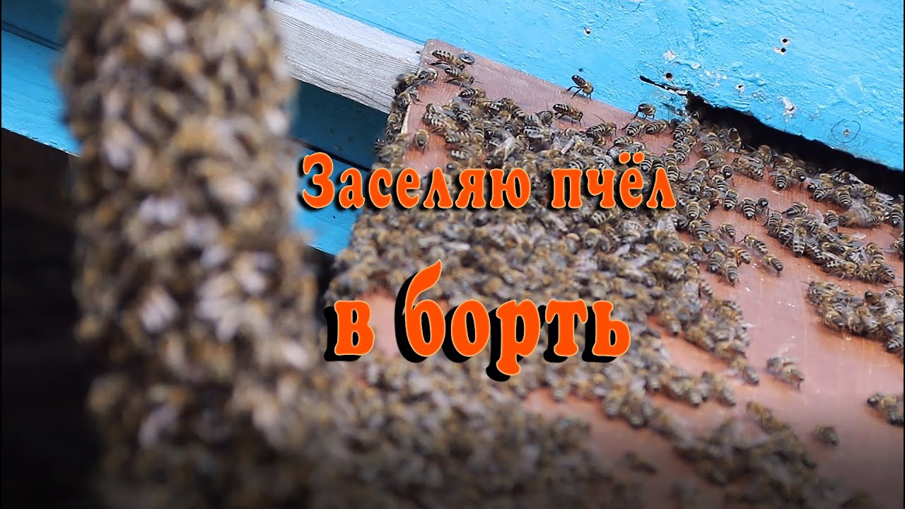 Как заселить пчёл в борть