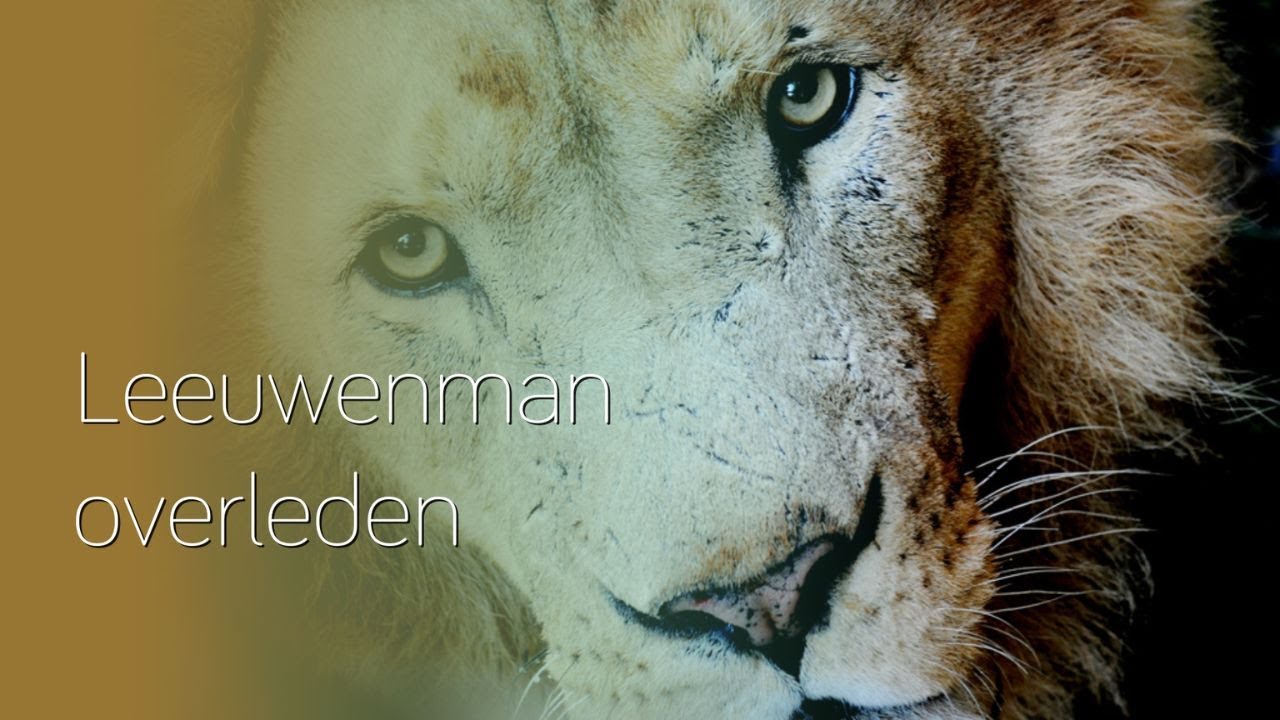 GaiaZOO neemt afscheid van iconische leeuw