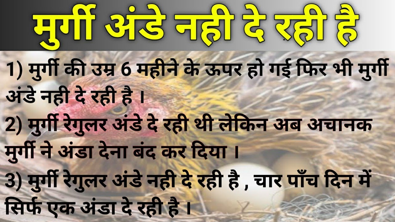 Hen not laying eggs, Hen not laying eggs in hindi, Hens not laying eggs reason, RIR chicken breed