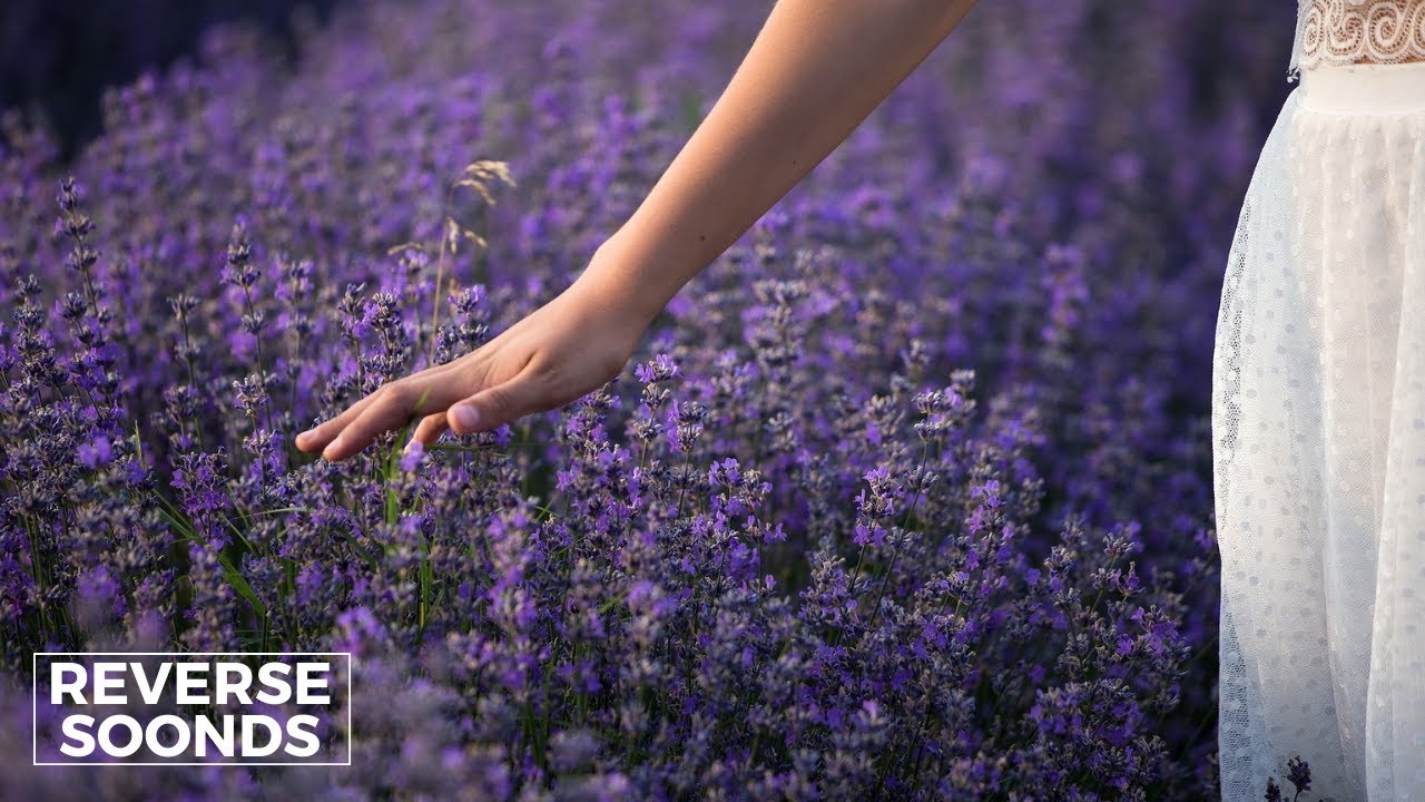 Reverse - Sam Feldt - What About The Love