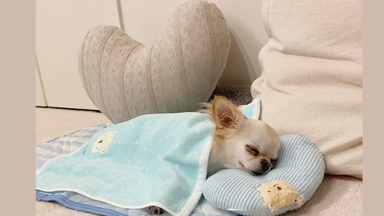 人間の赤ちゃんみたいに寝る犬。