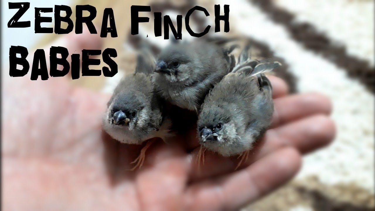 Hand-feeding Zebra finch chick (DAY 1-27) | Ručno hranjenje zeba (Dan 1-27)