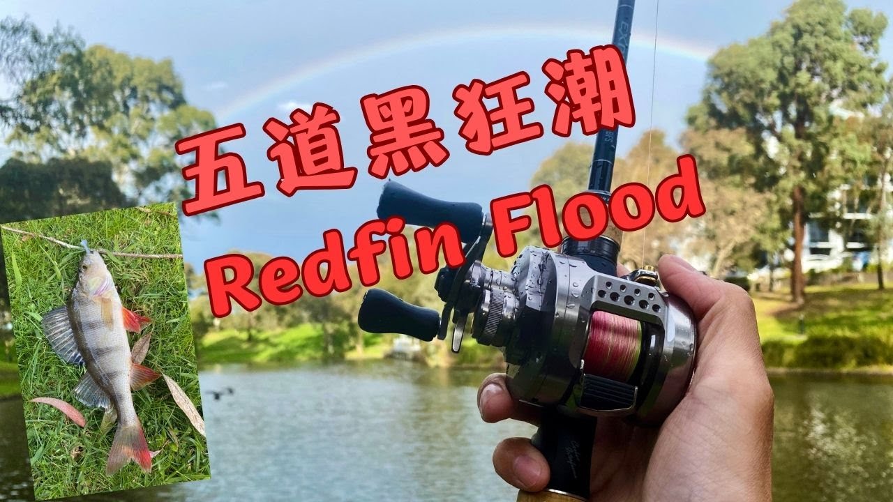 墨尔本社区小湖居然藏着这么多五道黑！和老婆的悠闲午后钓鱼时光