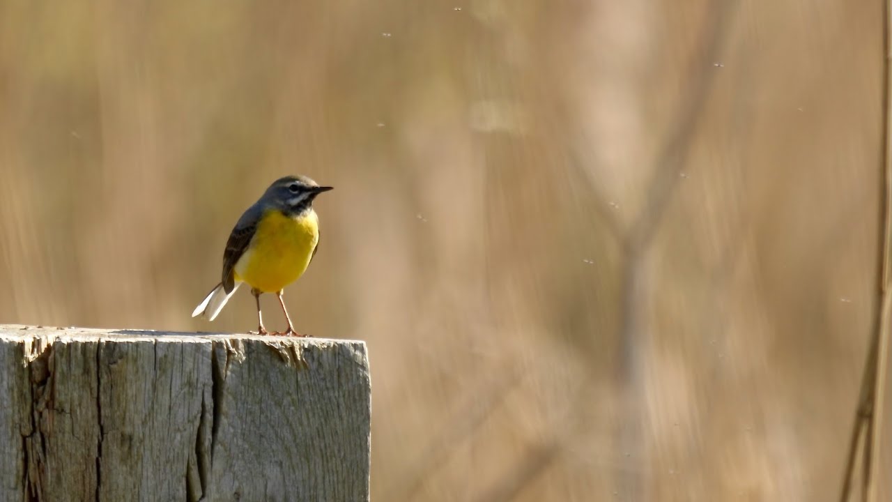 Grey Wagtail (Motacilla cinere) enjoying a bath april 2025