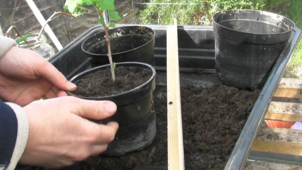 Planting Bare Rooted Blackcurrants - Claire's Allotment part 193