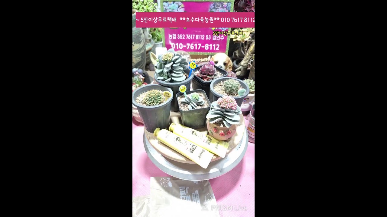 🌵호수다육농원  260207 예쁜창 하고 육이랑 놀자 놀자요~