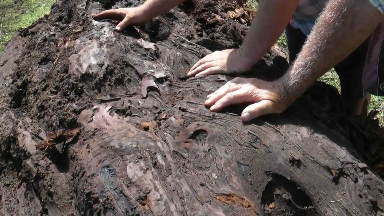 Kauri Extraction - Jan 2011