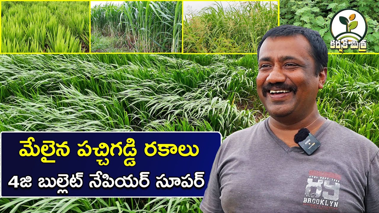 ఈ పచ్చిగడ్డి రకాలతో పాల దిగుబడి పుష్కలం| Best Green Grass Varieties in Dairy farming |Karshaka Mitra