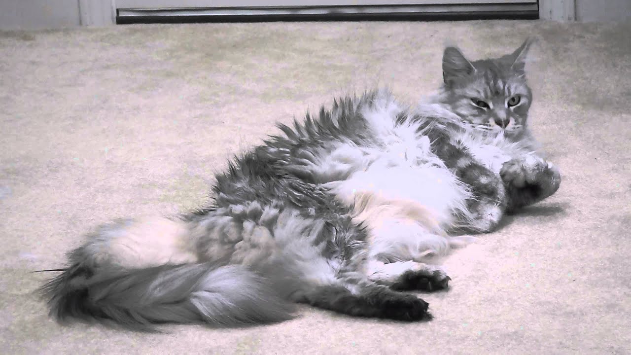 Sean Coonery The LARGE Maine Coon Cat Being Boss