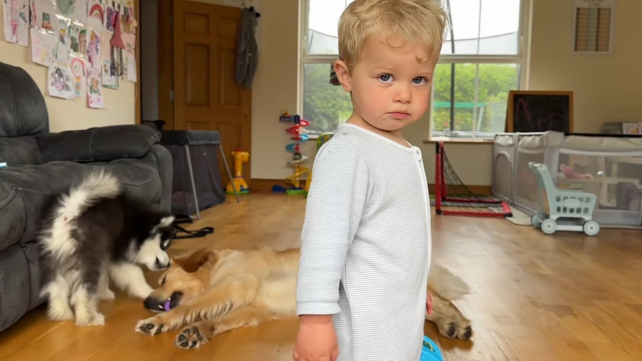 Golden Retriever Reacts To Puppy And Baby (So Cute!!)