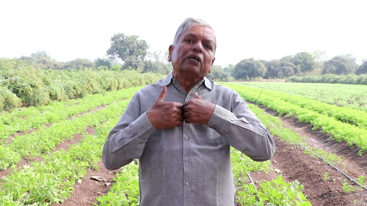 Potato Crops, Aalu ki fasal