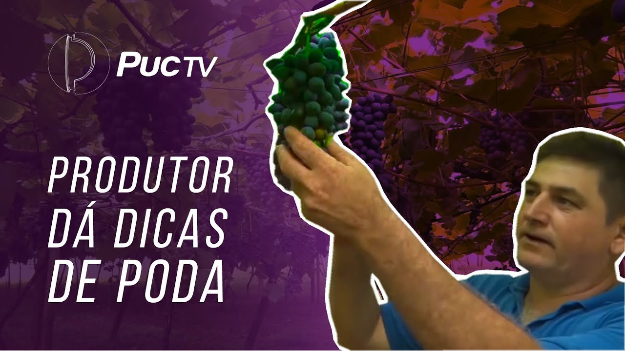 PRODUTOR DÁ DICAS DE PODA, PLANTIO E COLHEITA DA UVA
