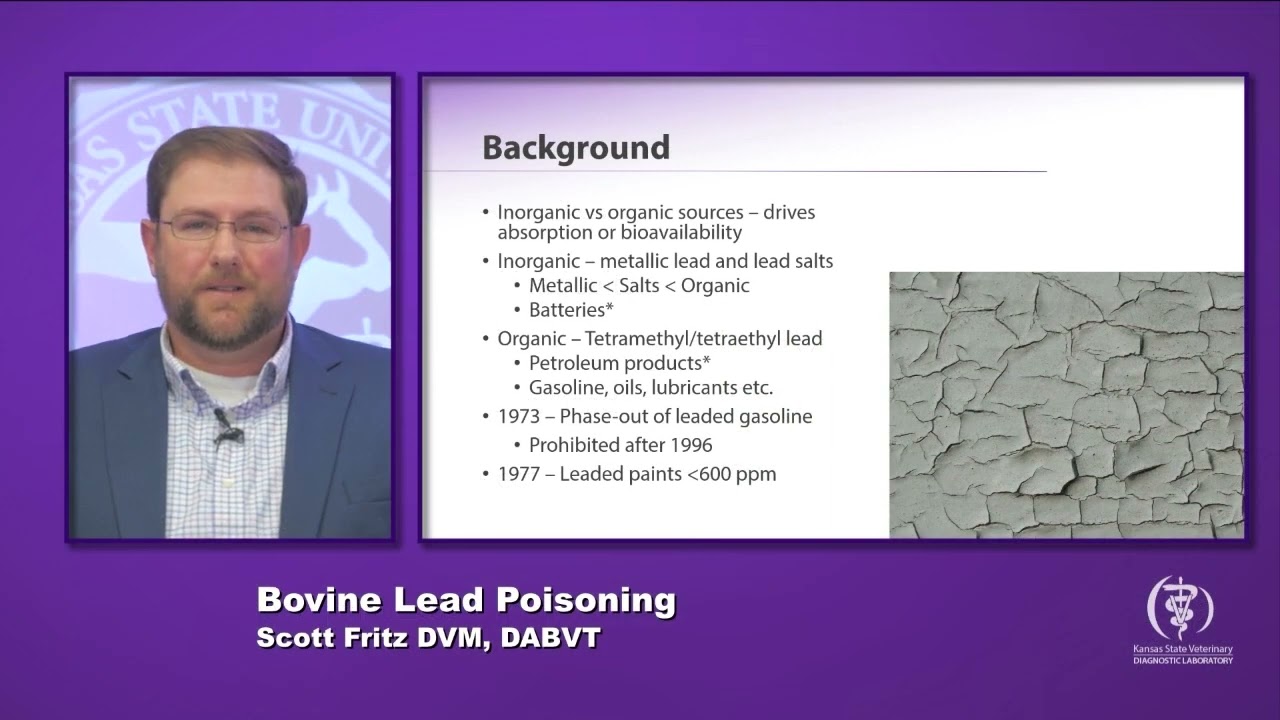 Bovine Lead Poisoning