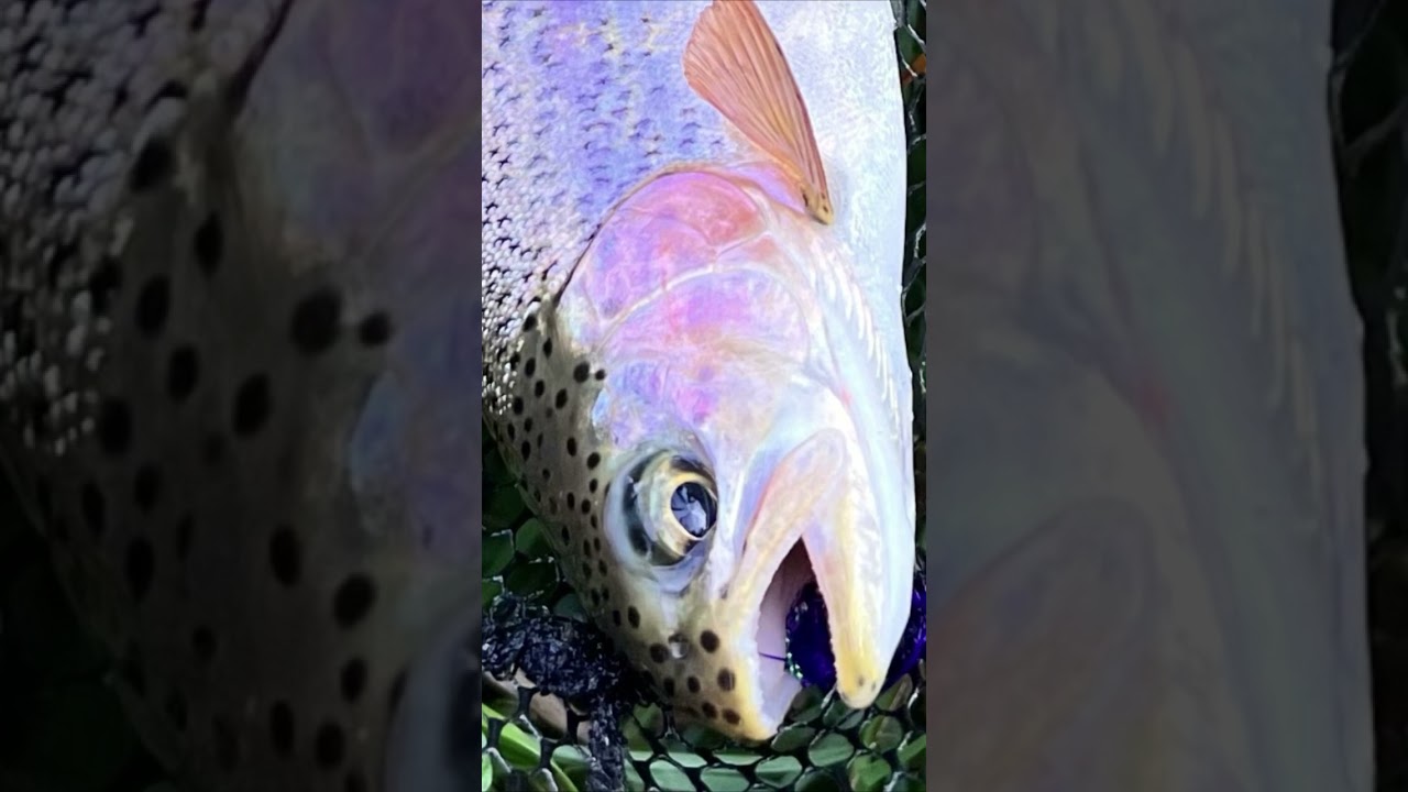 Troutfishing   #flyfishing#fliegenfischen#fluefiske#vliegvissen#pechemouche#