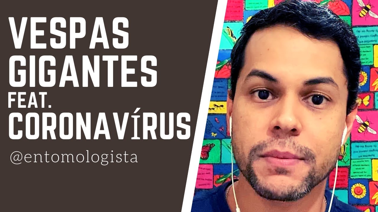 O QUE AS VESPAS GIGANTES ASIÁTICAS (NADA ASSASSINAS) E O CORONAVÍRUS TÊM EM COMUM? (