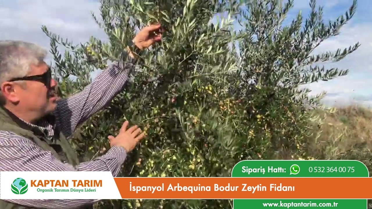 İspanyol Arbequina Bodur Zeytin Fidanı