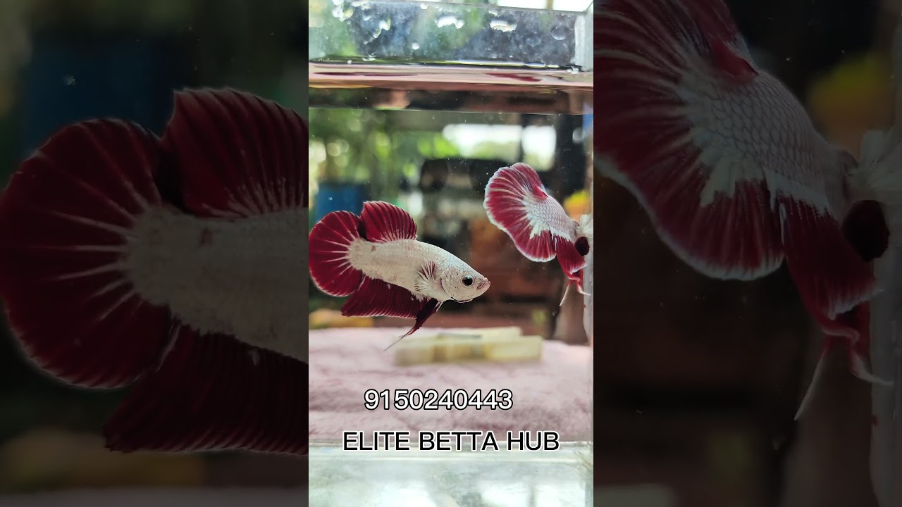 🔥Snow White Red Dragon Betta Sale🐉✨ | Rare Betta Fish Collection | Limited Stock! #BettaFish #Sale