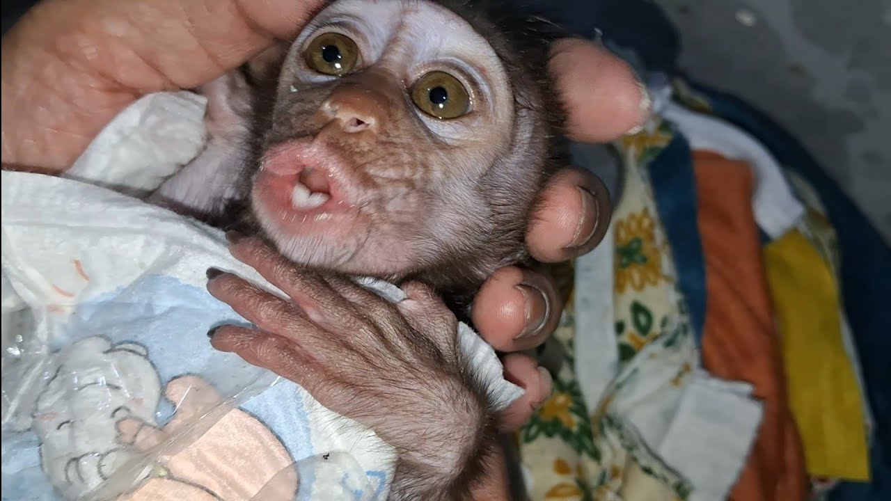 change diapers baby monkey