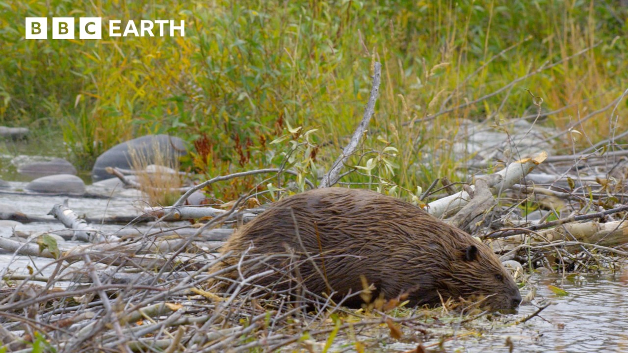 A Beaver Mother's Race Against Time | Great American Thaw | BBC Earth