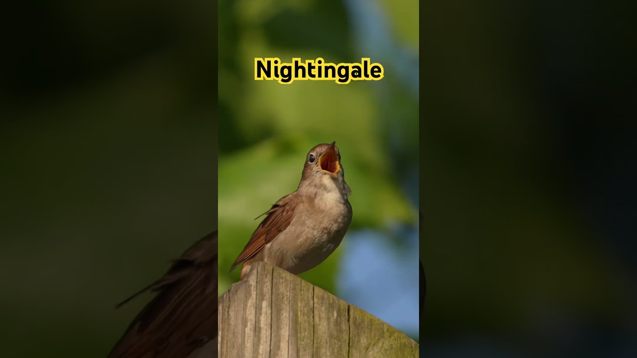European Nightingale Sings #birds #birdsong #wildlife #nature #thebirdsonggroup