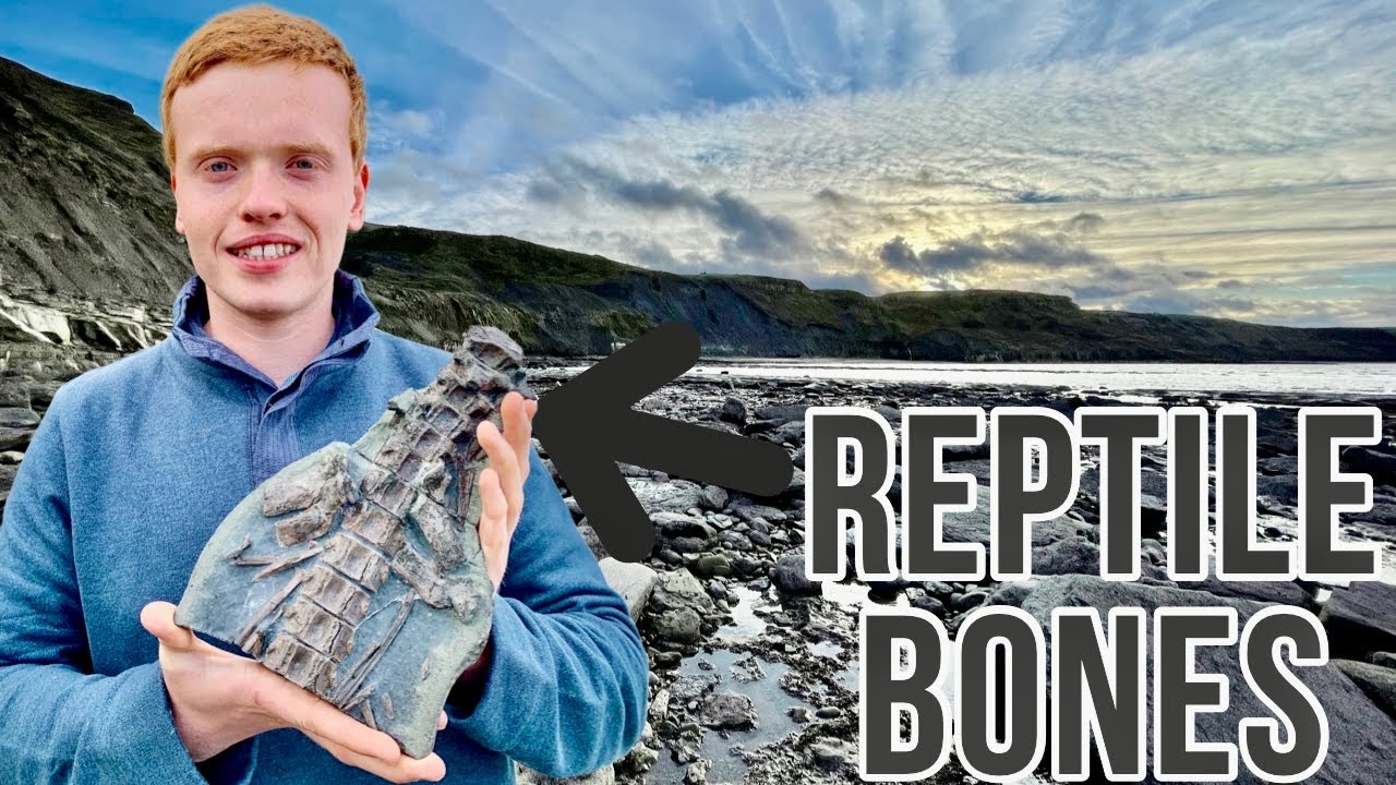 Reptile Bones, Chocolate Fossils, Coprolites, Belemnites, Iridescent and Golden Fossils!