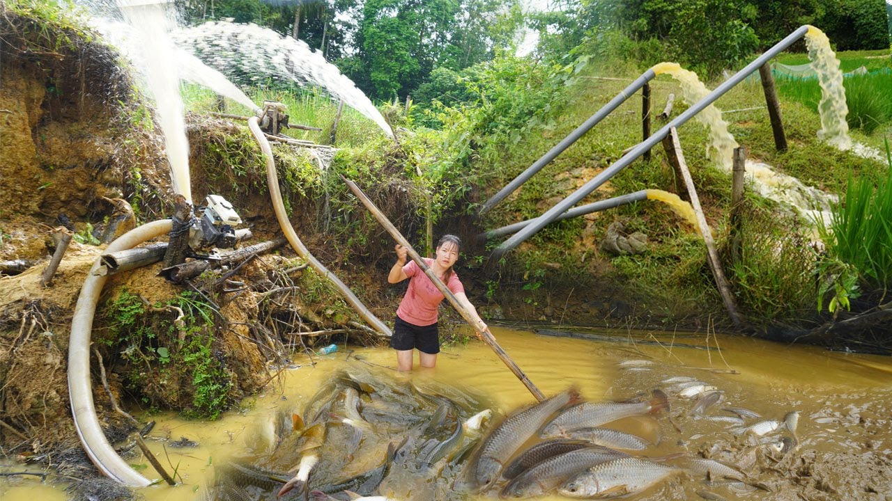Full video: Modern technology use 4 pumps to suck 200 blocks of wild lake, Catch fish to sell