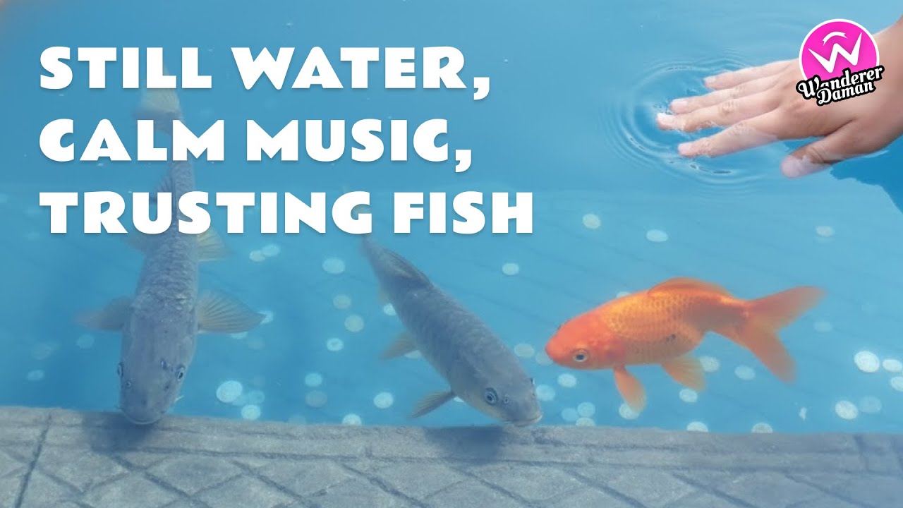 Touching Fish in a Calm Pond