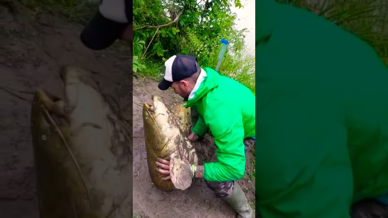 grande gatto pesce 😰😨😰😨