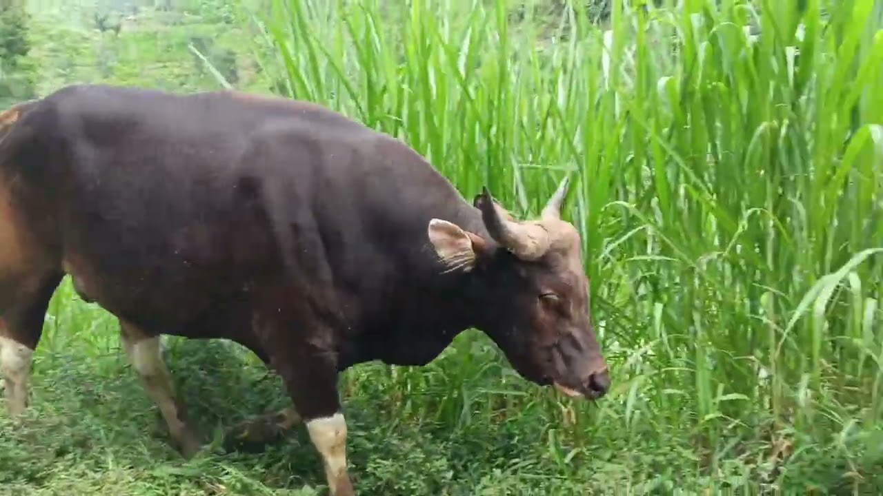 Sapi Bali versi Koplo