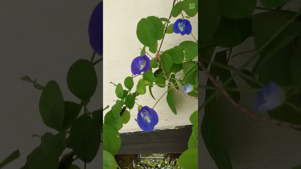 Blue Vine Butterfly pea booms a lot 💓 You wanna know the Secret of huge Bloom