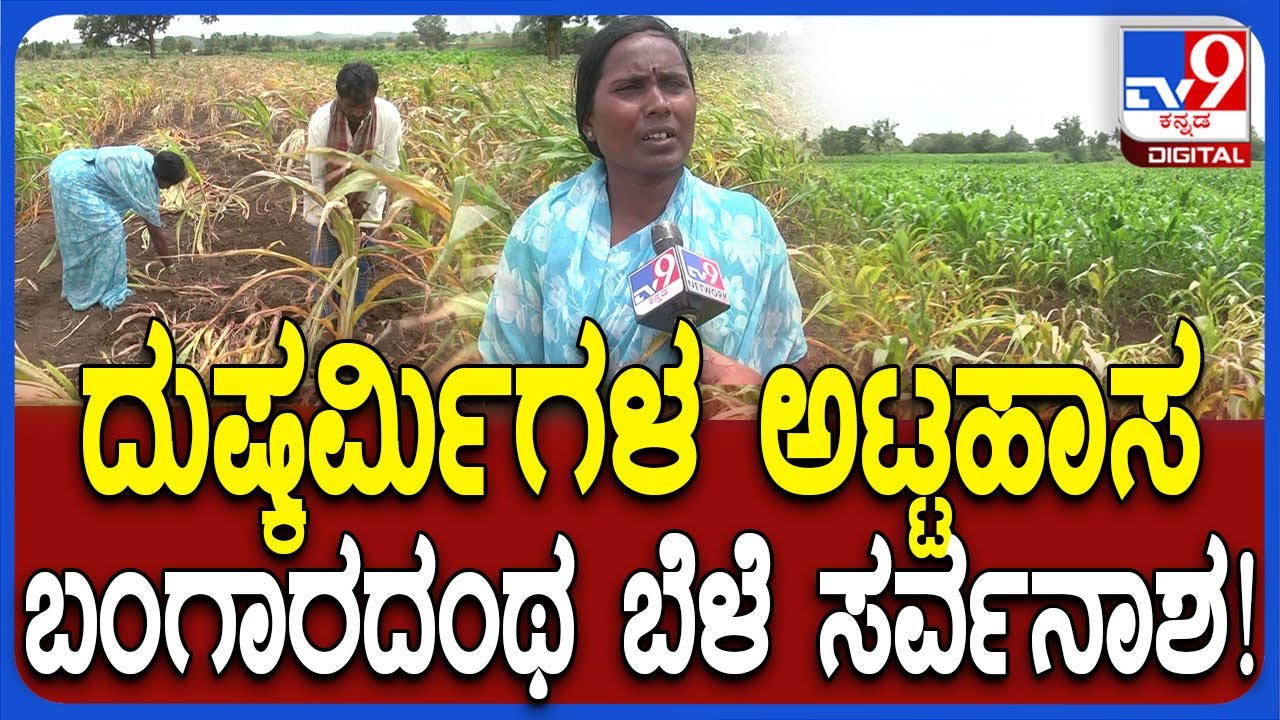Gadag Incident: ಮೆಕ್ಕೆಜೋಳಕ್ಕೆ ಕಳೆನಾಶಕ‌ ಸಿಂಪಡಿಸಿದ ದುಷ್ಕರ್ಮಿಗಳು.. ಹಾಳಾದ ಬೆಳೆಗೆ ದಂಪತಿ ಕಣ್ಣೀರು| 