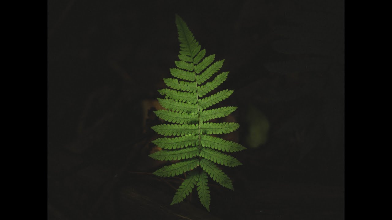Hot Take: Biodiversity, a billion dollar question