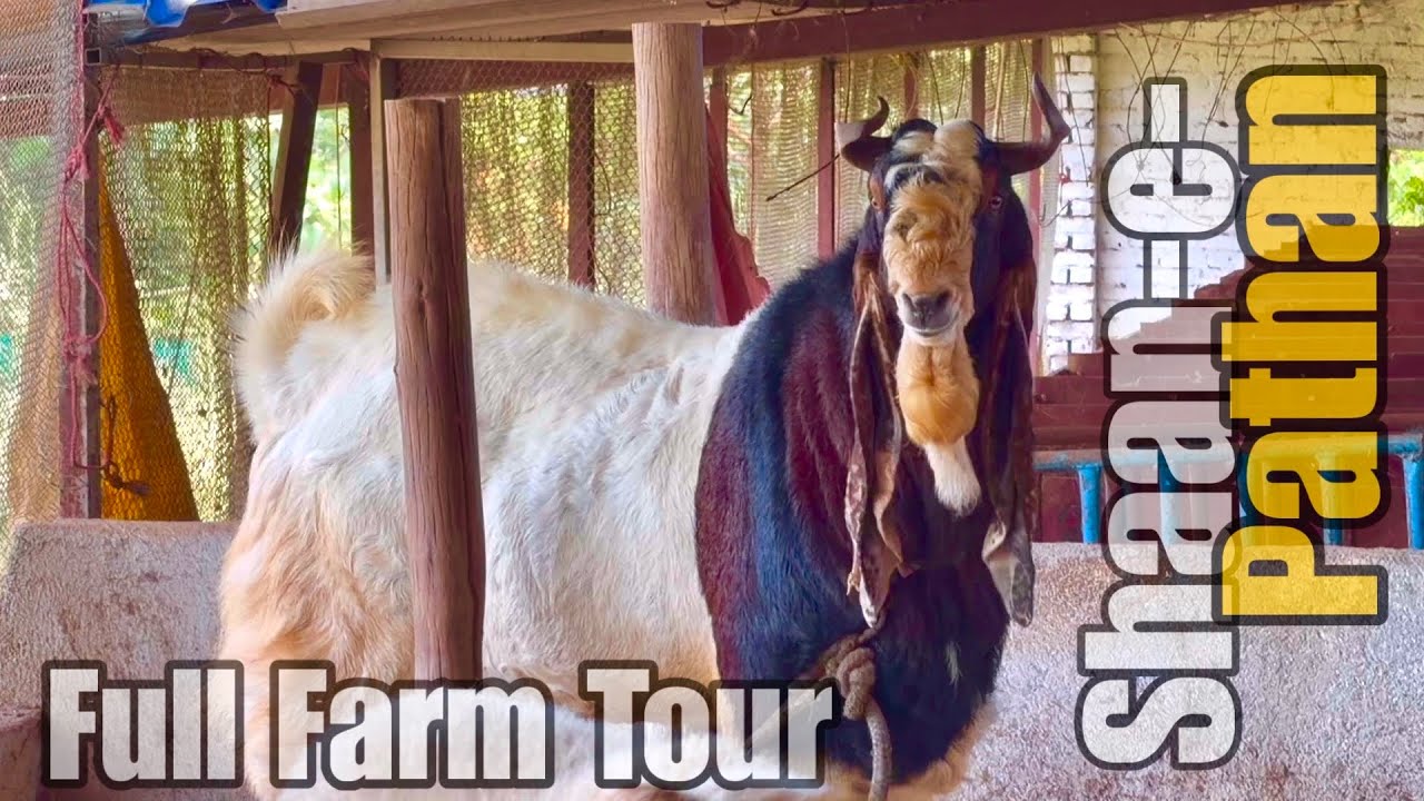 M Pathan Goat Farm Full Tour & Shaan-E-Pathan Kota King