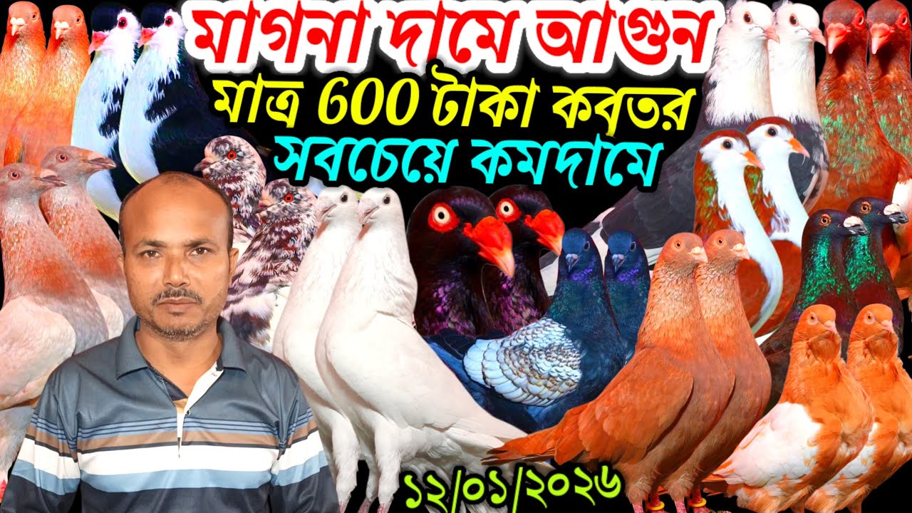 মাগনা দামে আগুন পানির দামে কবুতর ইতিহাস মাত্র ৬০০ টাকা কবুতর সবচেয়ে কমদামে ফেন্সি রেসার কবুতর