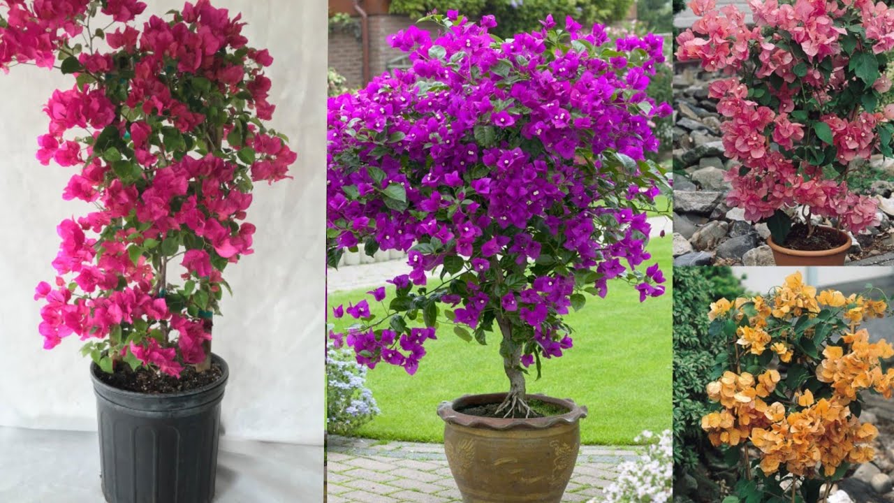 طريقة جهنمية تجعل ورد يمتليء ازهار | الجهنمية | Bougainvillea