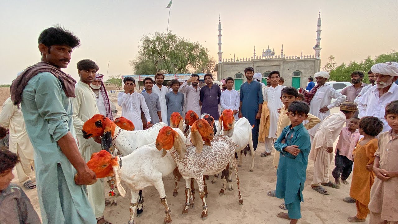 Check out the beautiful goat fair at Rohi Cholistan|Traditional life |Desert Cholistan