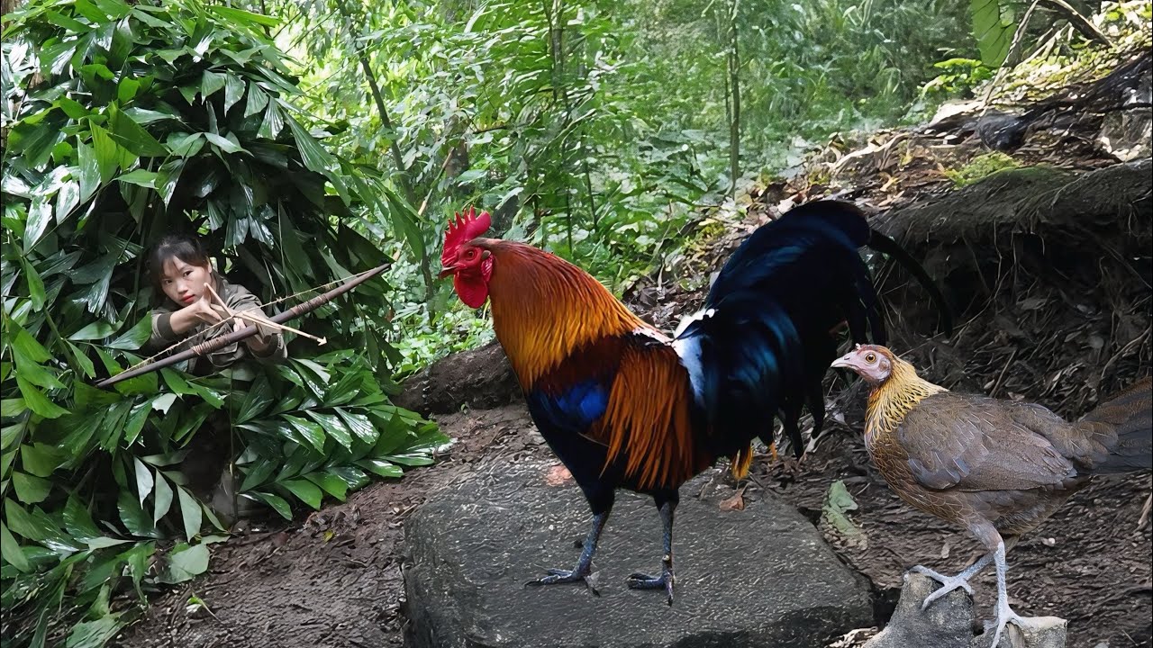 detect traces of wild chicken, hunt wild chicken with crossbow, make dining table, survival alone